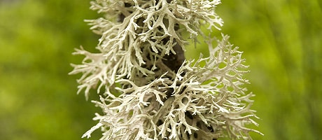 Soigner naturellement votre animal avec le lichen