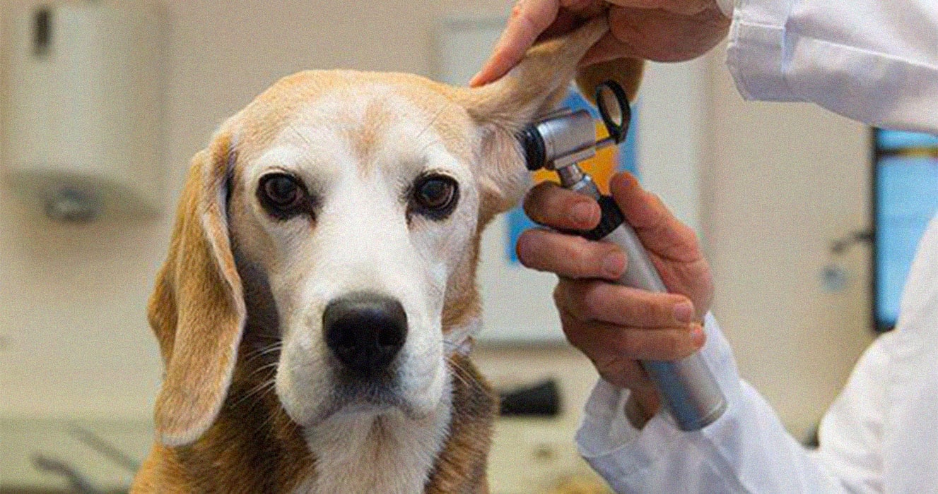 Otite : chien qui se fait examiner l'oreille