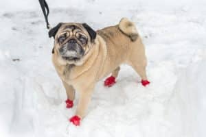 Paw pads protection in winter: dog with boots in the snow