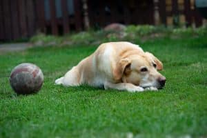 Behavioral problems of the old dog: disinterest in play