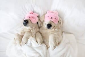 Estrés: dúo de perros zen tumbados en la cama con una mascarilla nocturna rosa