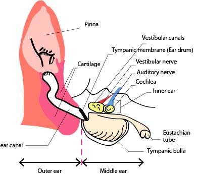 Anatomy of the ear of a dog/cat/rabbit