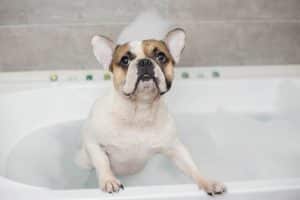 Bulldog francés en la ducha con espuma en la cabeza.