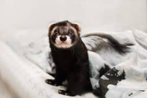 Bad odors: ferret under the comforter