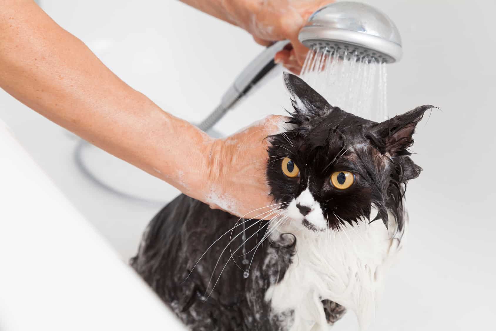 Comment laver son chat : les conseils & soins dermoscent
