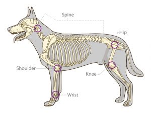 Bone pattern of the dog and areas affected by osteoarthritis