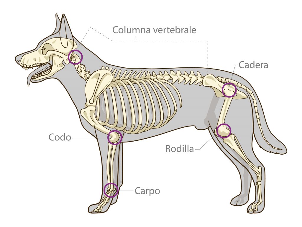 Patrón óseo del perro y zonas afectadas por la artrosis