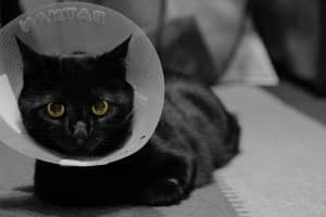 Convalescent cat with a pet cone