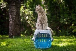 Cat sitting on an transport cage outside