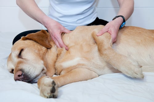 Les solutions de Dermoscent, soulager l'arthrose du chien