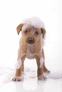 Hygiene: dog covered with foam