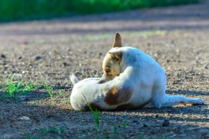 Dermatitis alérgica: el perro se rasca